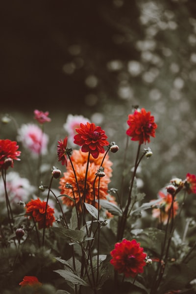红色和橙色花瓣花朵的特写照片